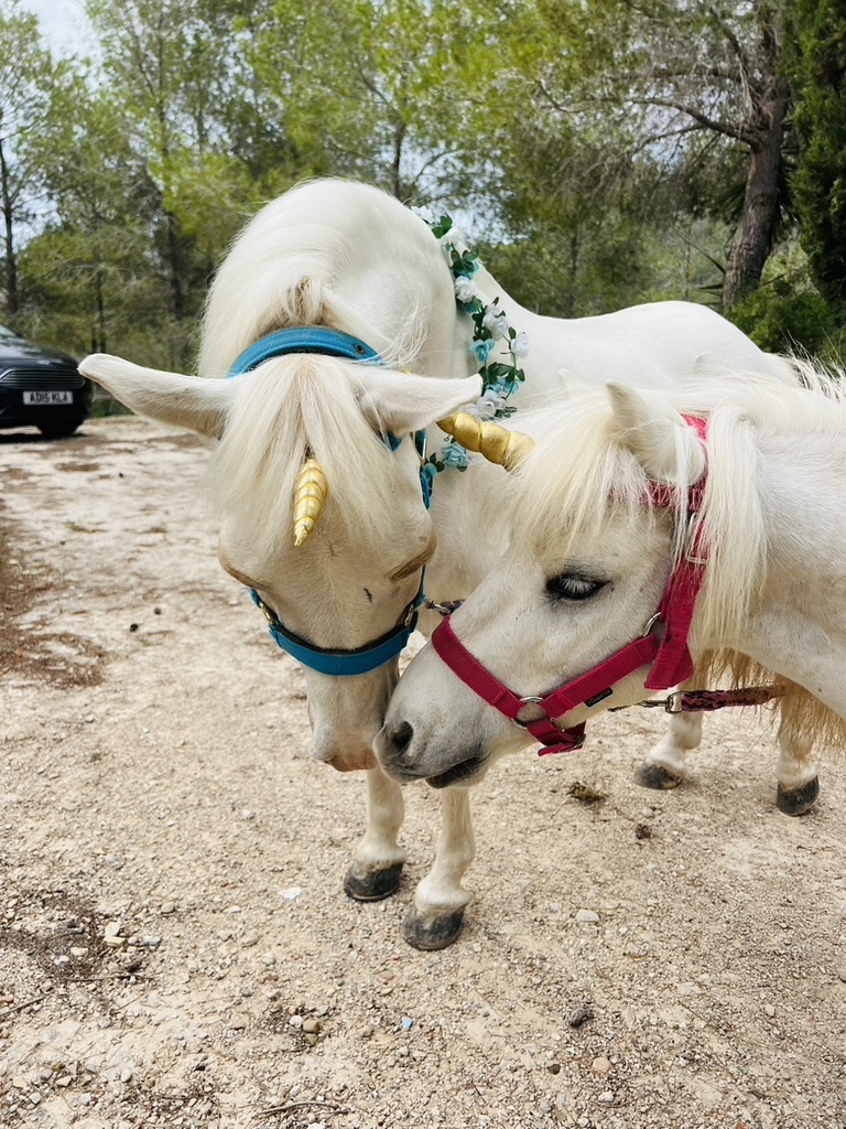 Unicorn Experiences