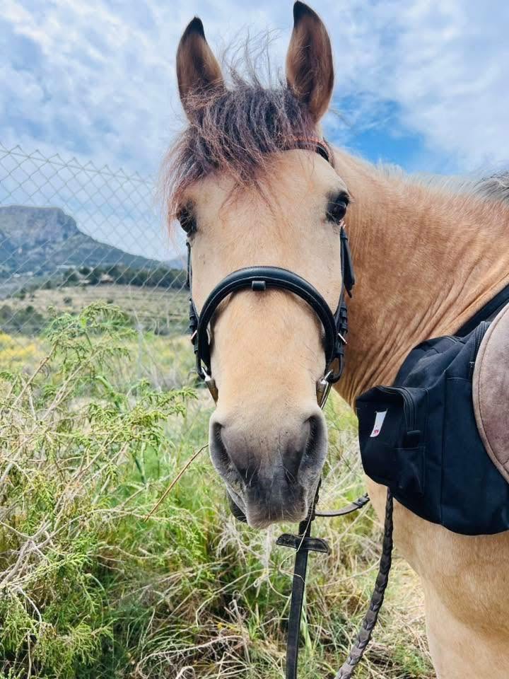 Close-up of a buckskin horse at Paradise Stables