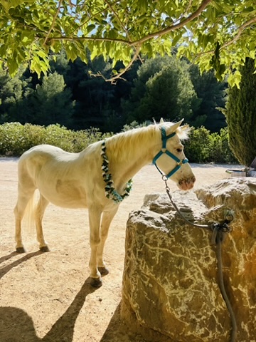 Palomino unicorn pony drinking at a stone water trough