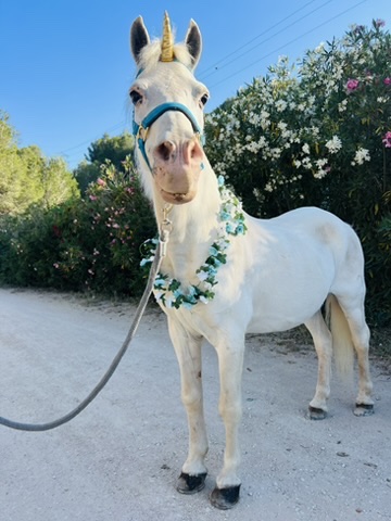 White unicorn pony with golden horn and flower collar at Paradise Stables