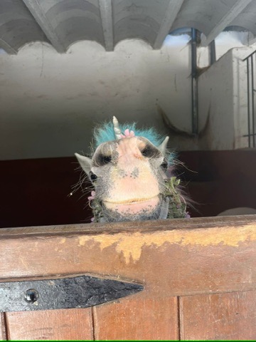 Unicorn pony with blue mane peeking over a stable door