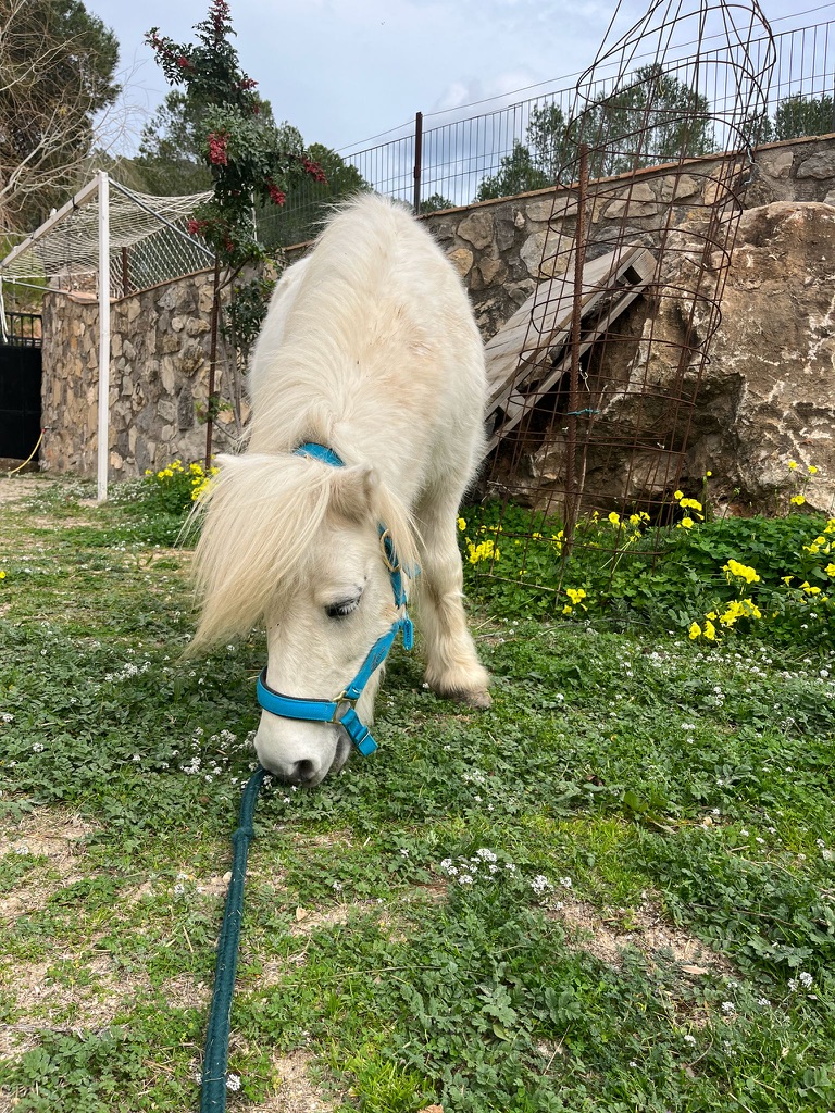 White pony grazing in a spring paddock at Paradise Stables