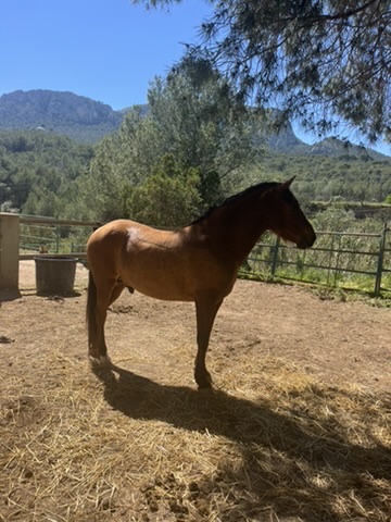 Bay horse standing in a mountain-view paddock at Paradise Stables