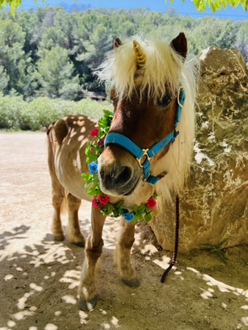 Palomino pony with unicorn horn and flower collar at Paradise Stables