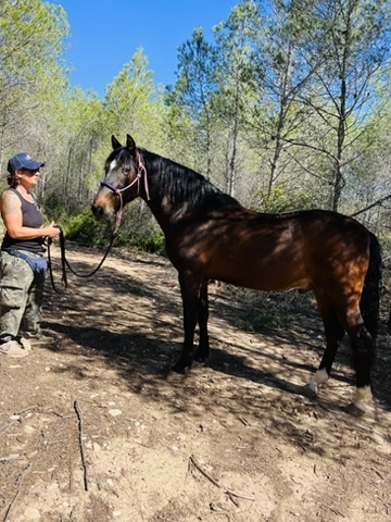 Bay horse on a forest trail with a Paradise Stables handler