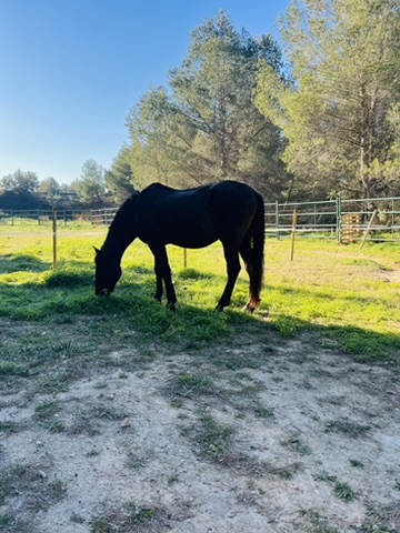 Black horse grazing at Paradise Stables Costa Blanca