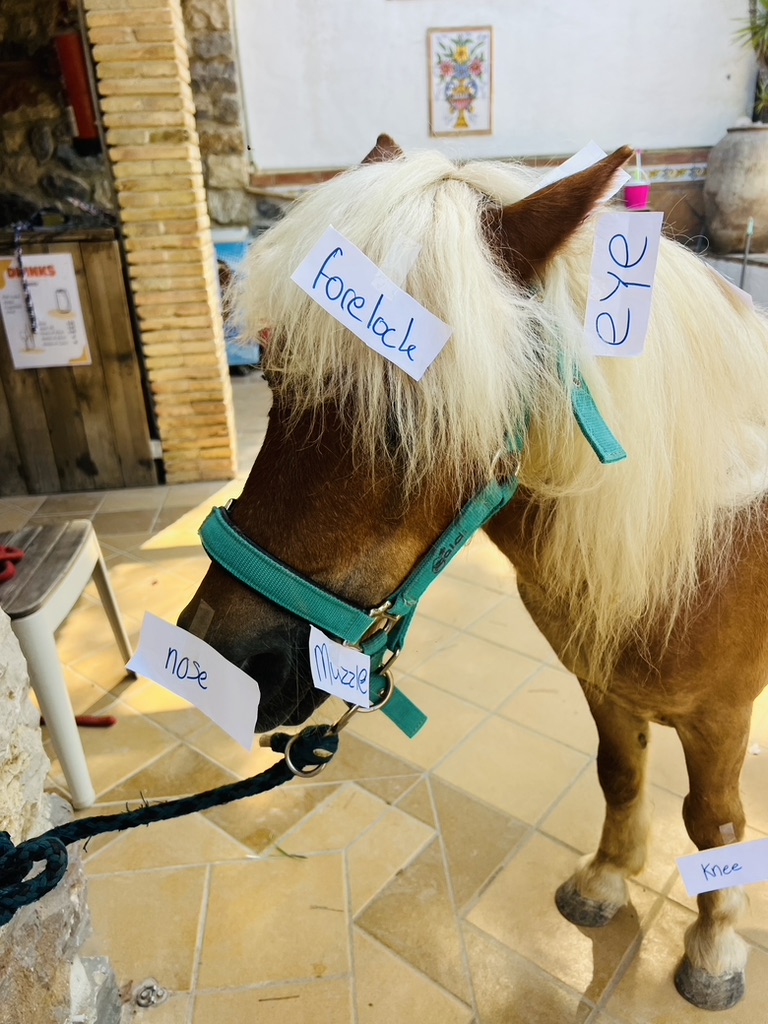 Pony with paper labels for forelock, eye, muzzle and nose used to teach horse anatomy at Paradise Stables